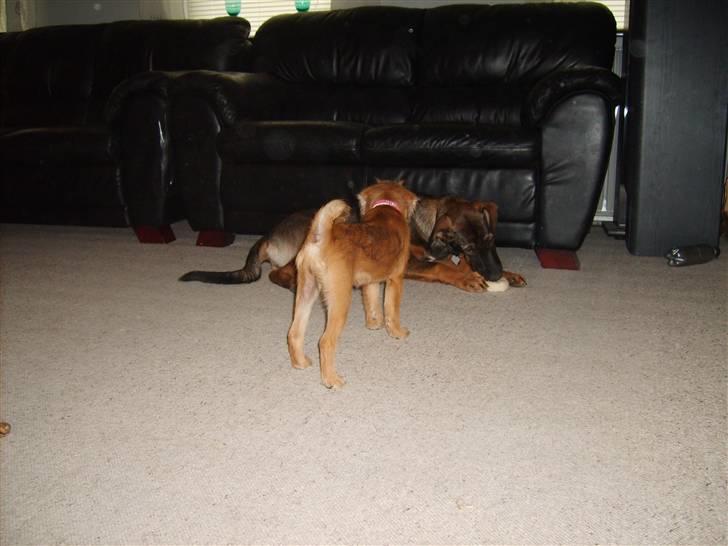 Blanding af racer Emma billede 7