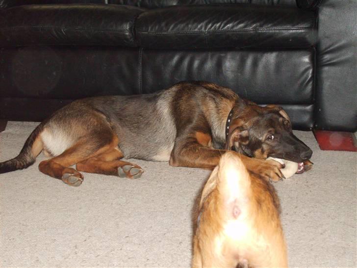 Blanding af racer Emma billede 8