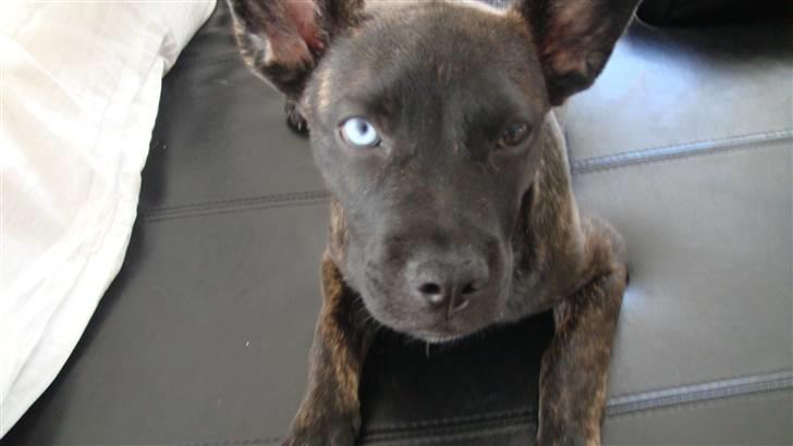 Blanding af racer Liva billede 7