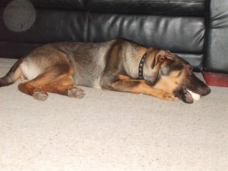 Blanding af racer Emma billede 9