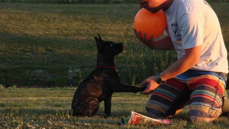 Blanding af racer Liva - jaaee, jeg kan også gi´pote... billede 9