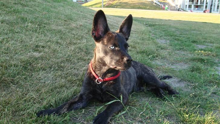 Blanding af racer Liva billede 11