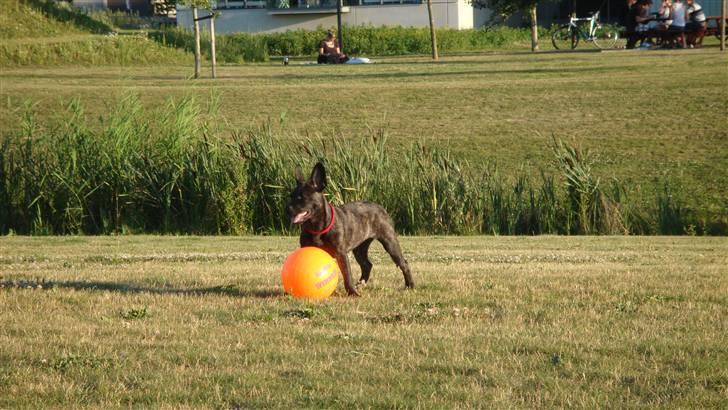 Blanding af racer Liva - Så fin jeg er..:-) billede 12