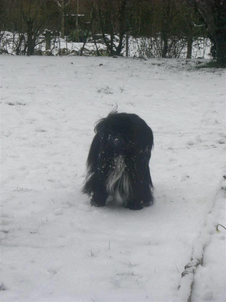 Pekingeser Balto - Balto elsker sne- især at spise den. :) billede 1