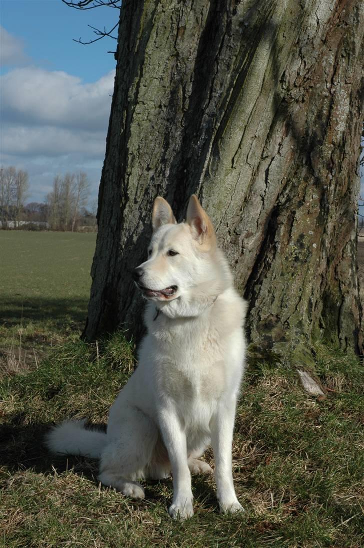 Blanding af racer *R.I.P* Hannibal - 11-03-2009 billede 2