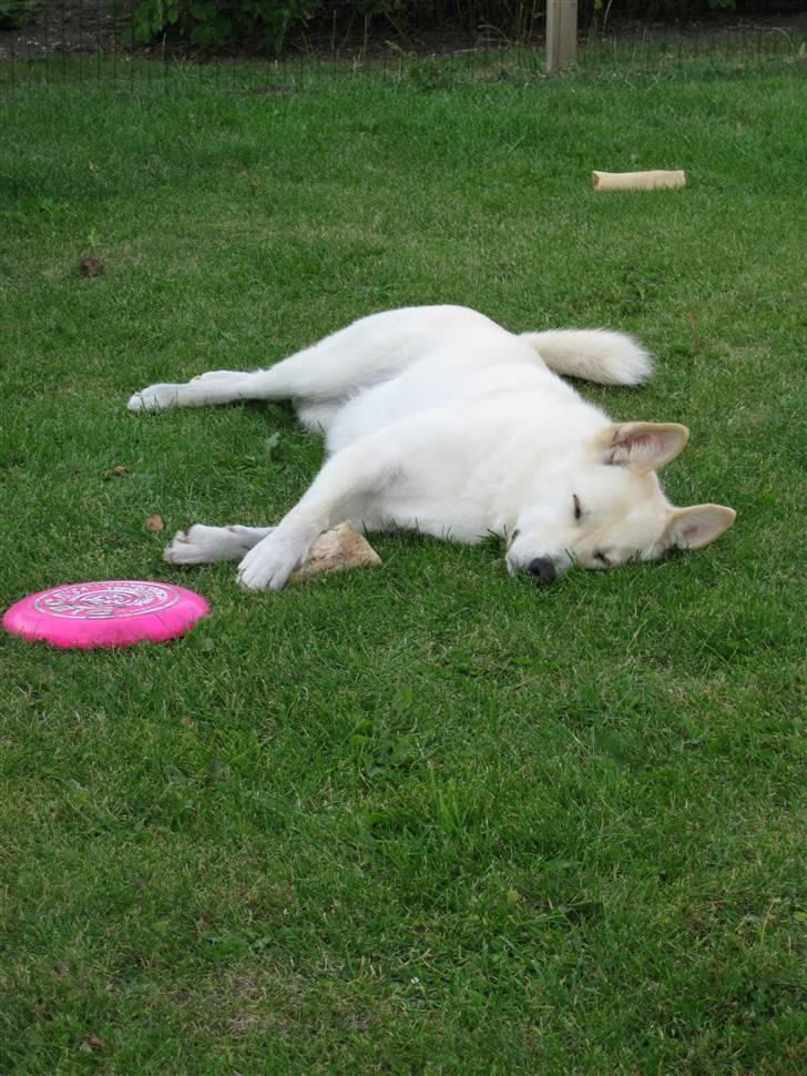 Blanding af racer *R.I.P* Hannibal - Juli 2010 billede 3