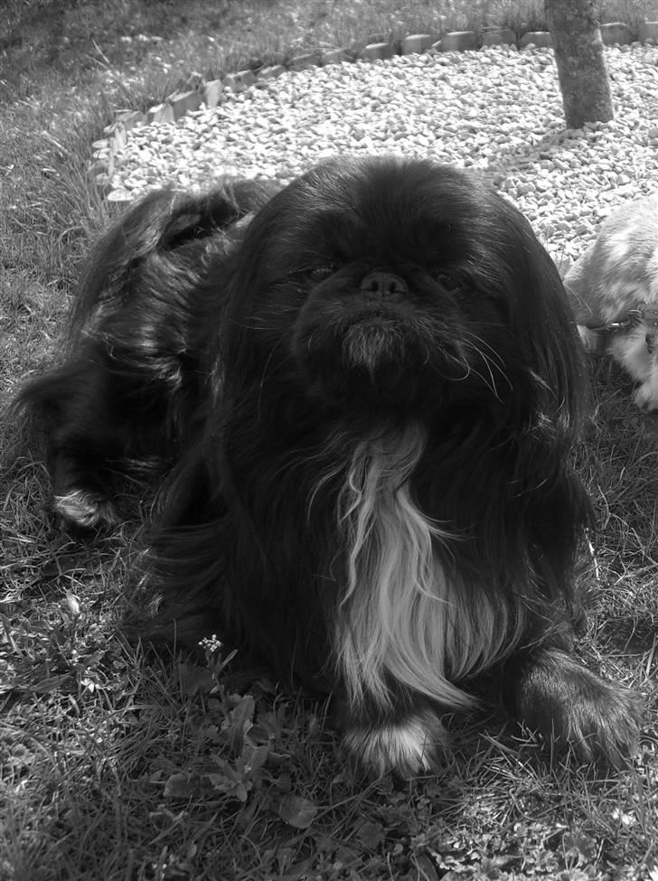 Pekingeser Balto - Et af de dejlige billeder der hænger af ham i vores hjem. billede 2