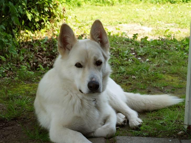 Blanding af racer *R.I.P* Hannibal - Juli 2010 billede 4