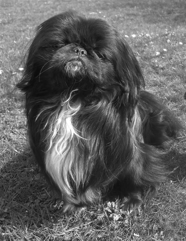 Pekingeser Balto - Et af de dejlige billeder der hænger af ham i vores hjem. billede 3