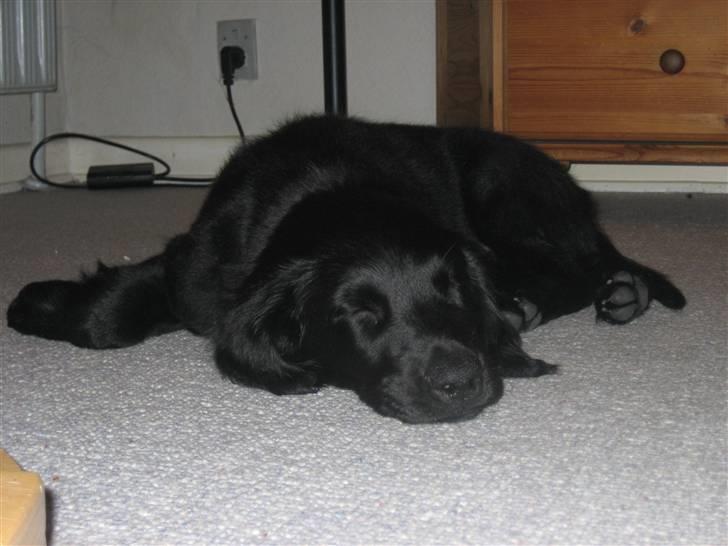 Flat coated retriever Freja billede 10