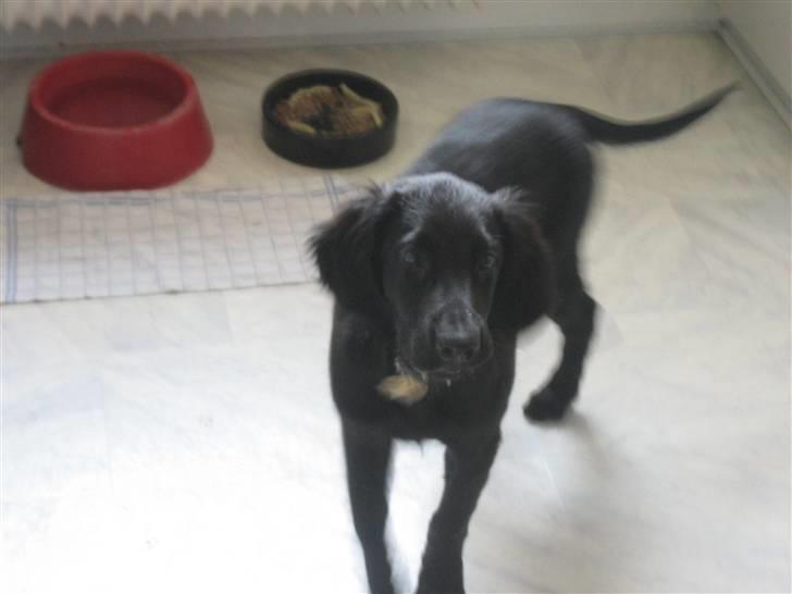 Flat coated retriever Freja billede 13