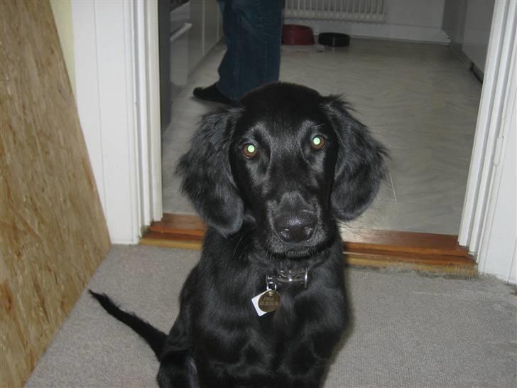 Flat coated retriever Freja billede 14