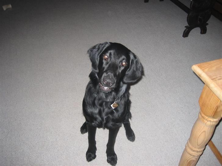 Flat coated retriever Freja billede 15