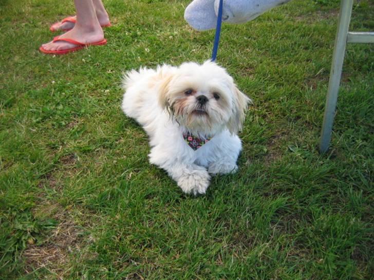 Shih tzu Saki - Saki leger i haven billede 1