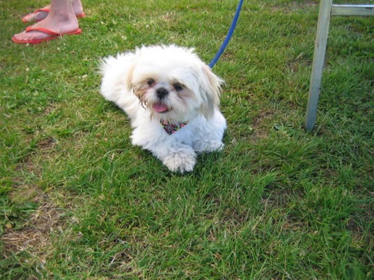 Shih tzu Saki - Saki leger i haven billede 2