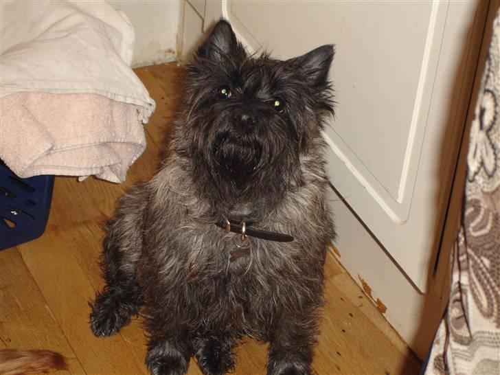 Cairn terrier Jolina billede 1