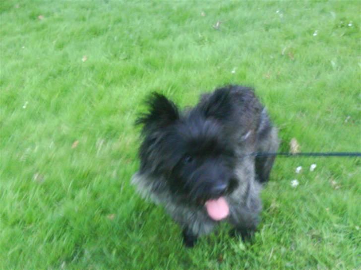 Cairn terrier Jolina billede 2