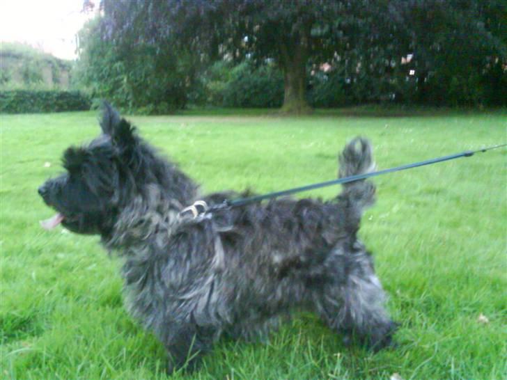 Cairn terrier Jolina billede 3