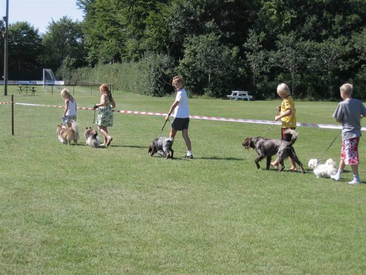 Shih tzu Saki - Saki vises frem til dyreskue billede 3