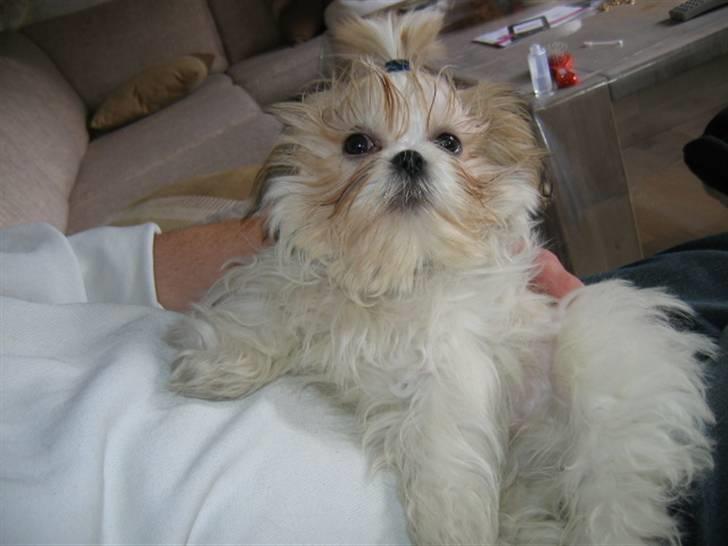 Shih tzu Saki - Saki til dyre skué med blå sløjfe i håret billede 5