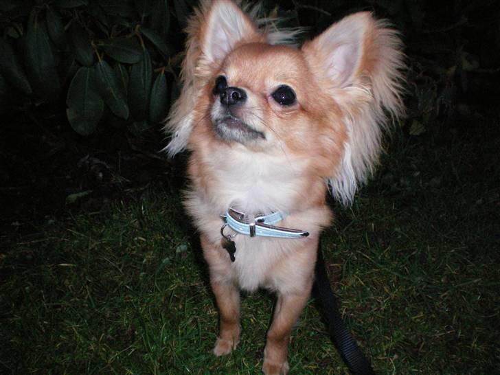 Chihuahua speddy billede 1