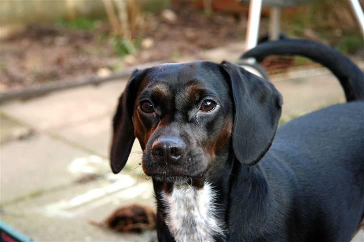 Blanding af racer Bella - Bella så sød som hun nu er :O) billede 2