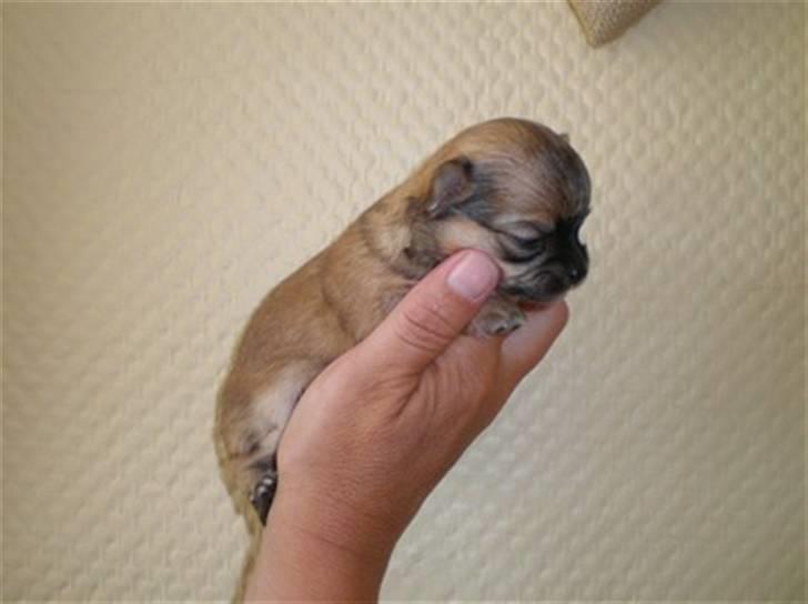 Chihuahua speddy - 2. fødte kl. 22:15  Den 17 maj 2008. vægt = 97 gram.  billede 2