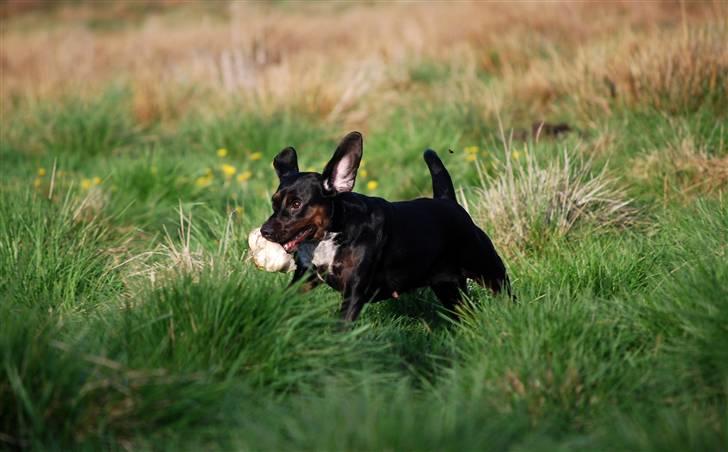 Blanding af racer Bella - Bella på motionstur på en mark sæsonvis brugt af kødkvæg hvor hun fandt sig en godbid ;O) billede 3