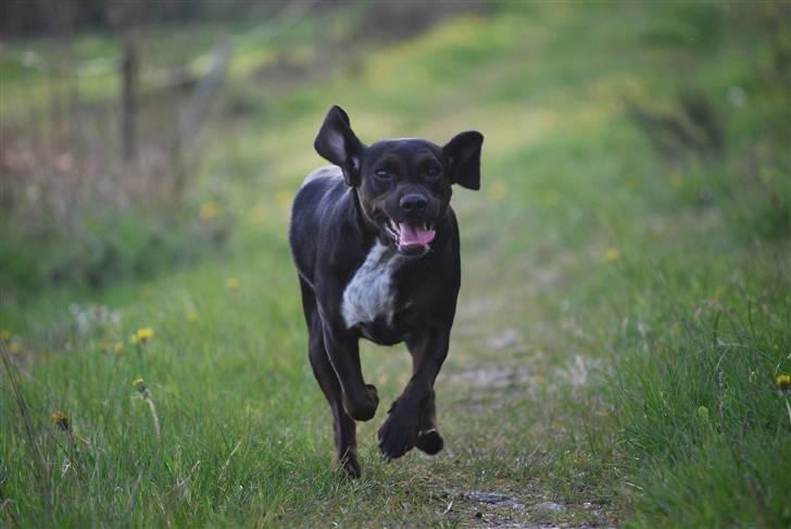 Blanding af racer Bella - Jeg kommer! :O) billede 4