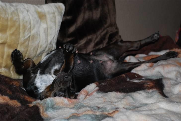 Blanding af racer Bella - Fjolle. billede 5