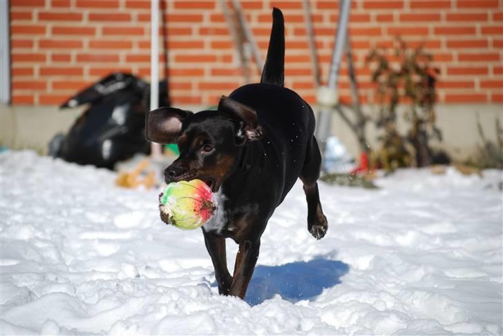 Blanding af racer Bella - Mhm, lækker beskidt bold.. billede 6
