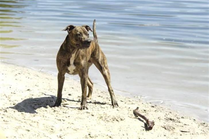 Blanding af racer Kira - Guffe luffe skat :) billede 1