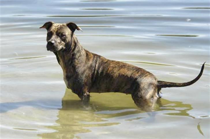 Blanding af racer Kira - Så dejlig vores baby er :) billede 2