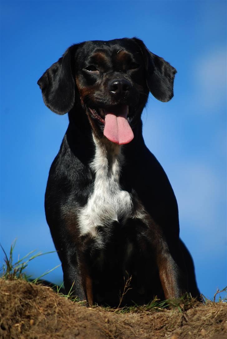 Blanding af racer Bella - Hun er da sød :O)  billede 7