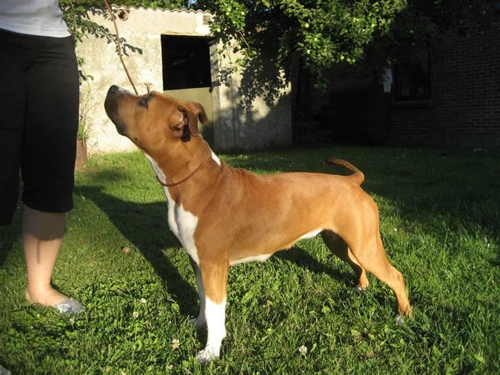 Amerikansk staffordshire terrier Dixie billede 13