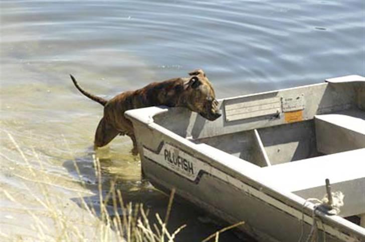 Blanding af racer Kira - Ud & ro måske ? :) billede 3