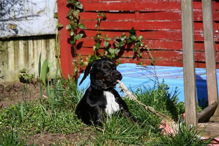 Blanding af racer Bella - Det bedste billede af hende ;-P billede 8