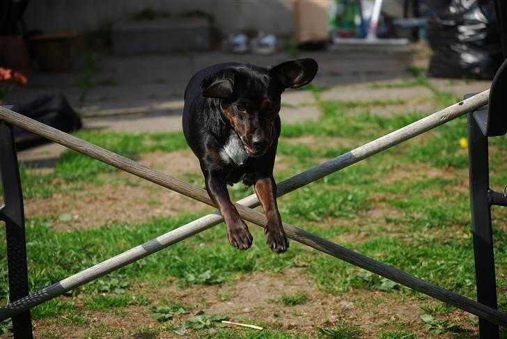 Blanding af racer Bella - Bella i hopla. billede 9