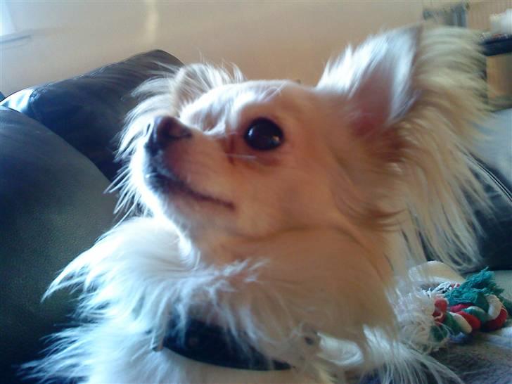 Chihuahua Kaiser - hvem kalder billede 19