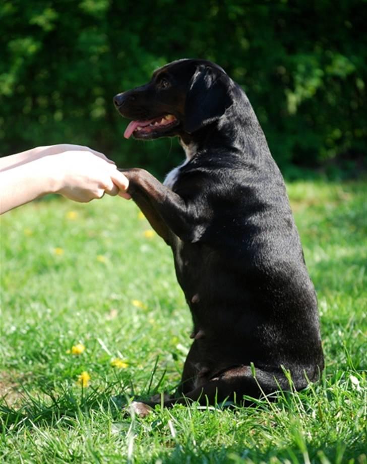 Blanding af racer Bella - Bellas number one trick! :O) billede 10