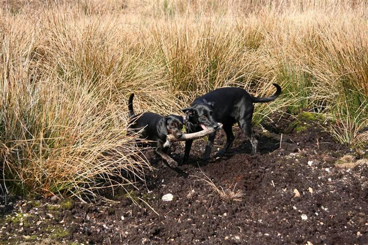 Blanding af racer Bella - Leger med Rollo-pigen. billede 11