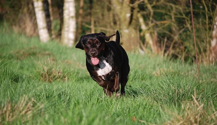 Blanding af racer Bella - I fuld fart kommer hun :O) billede 12