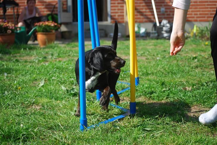 Blanding af racer Bella - Første gang i slalom. billede 13