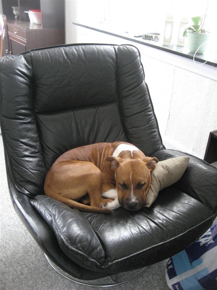 Amerikansk staffordshire terrier Dixie billede 14