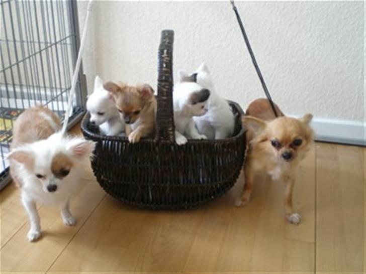 Chihuahua speddy - forældre + kuldsøskende, speddy i midten ;) !! billede 3
