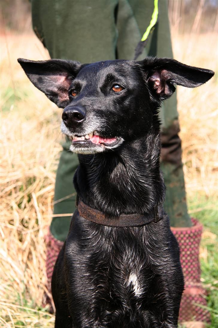 Blanding af racer Rollo - Rollo på tur. billede 1