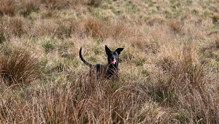 Blanding af racer Rollo - I terræn ;-) Hun elsker det. billede 2