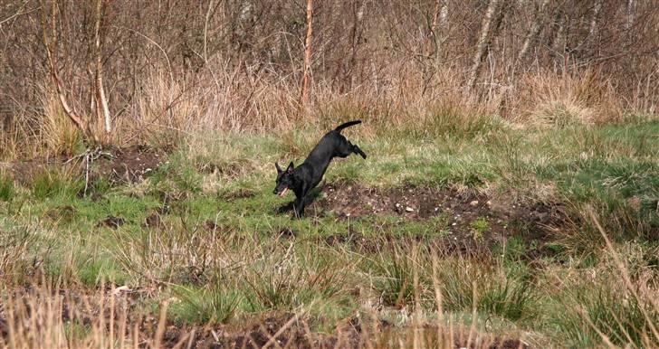 Blanding af racer Rollo - Freaky-jump. billede 3