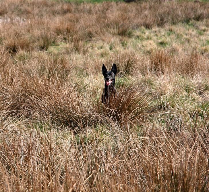 Blanding af racer Rollo - Selvom man er 12 år er man stadig til fart og ballade i det kuperede terræn :-) billede 4