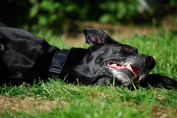 Blanding af racer Rollo - Rollo er død *S* billede 5